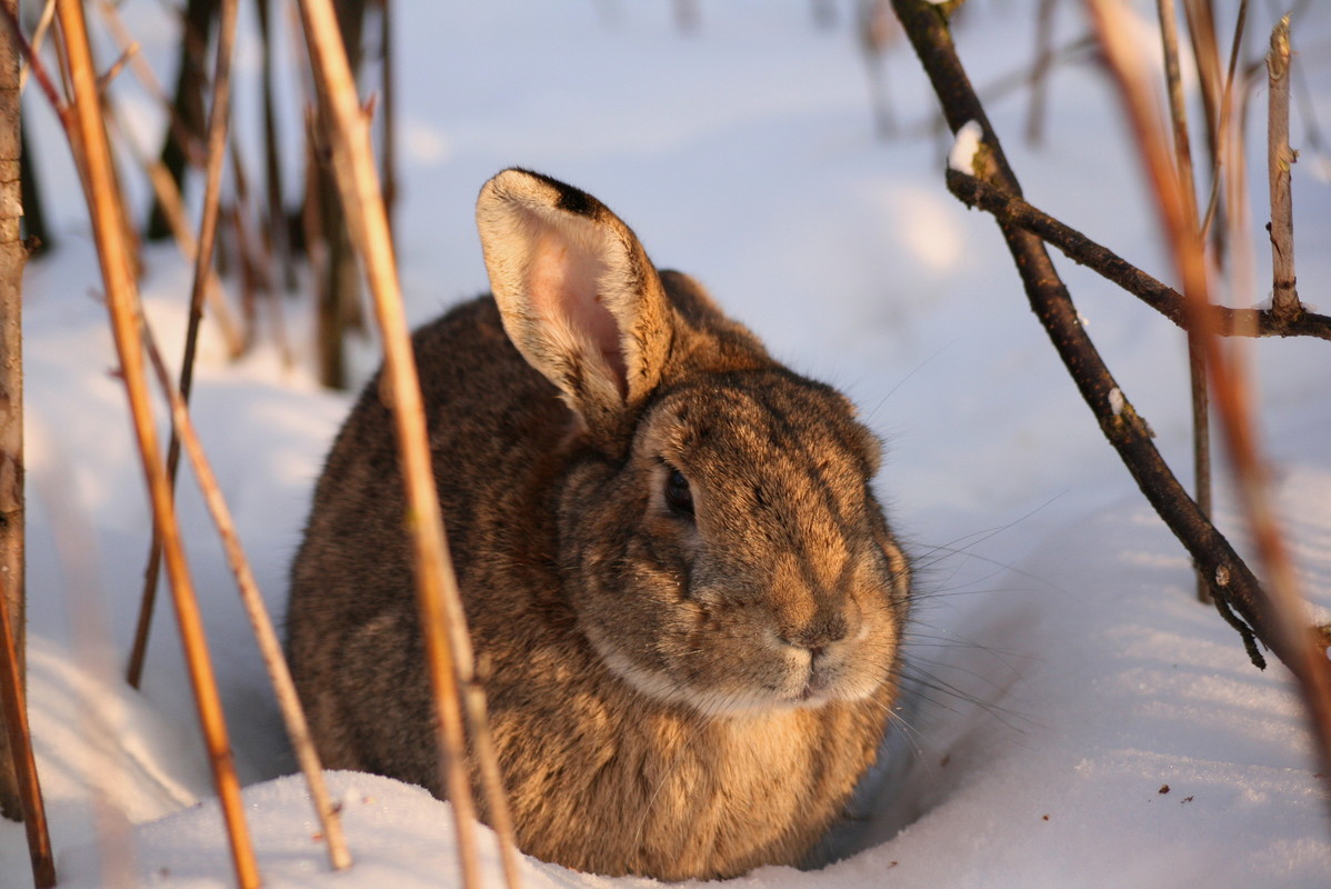 Schneehase