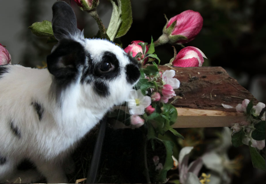 Apfelblüten Königin