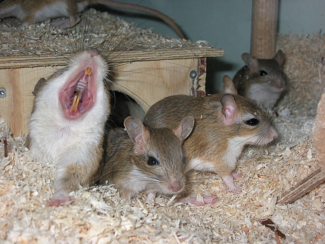 Persische Rennmäuse