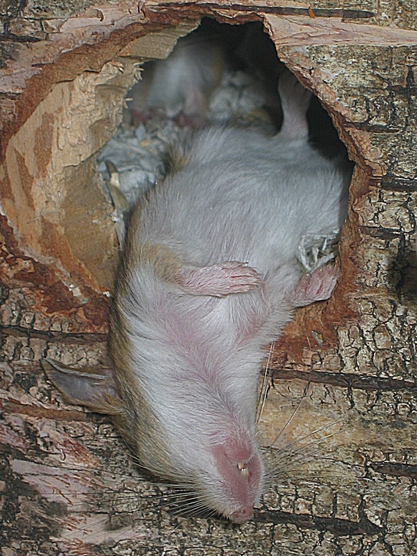 Persische Rennmaus