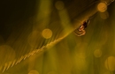 Spinne mit Lens Flare