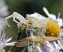 Fotos_Spinnen und Spinnentiere