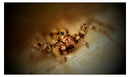 Fotos_Spinnen und Spinnentiere