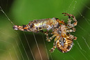 Fotos_Spinnen und Spinnentiere