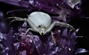 Die gleiche Spinne