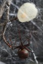 Latrodectus hasselti - Rotrückenspinne