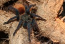 Chromatopelma cyanopubescens