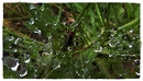 Spinne im Moor