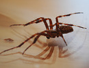 Fotos_Spinnen und Spinnentiere