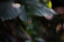 Netz