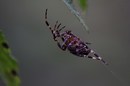 Spinne