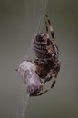 Spinne 2