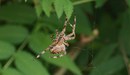 Fotos_Spinnen und Spinnentiere