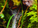 Fotos_Spinnen und Spinnentiere