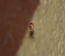 Kreuzspinne