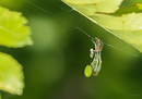 Fotos_Spinnen und Spinnentiere
