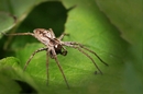 Fotos_Spinnen und Spinnentiere