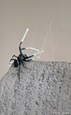 Fotos_Spinnen und Spinnentiere