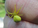 Veränderliche Krabbenspinne....