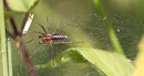 Fotos_Spinnen und Spinnentiere