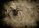Fotos_Spinnen und Spinnentiere
