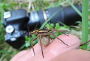 Spinne mit Ei-Kokon...