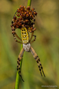 Wespenspinne (Argiope bruennichi)