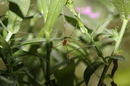 Fotos_Spinnen und Spinnentiere