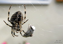 Spinne -- Gartenkreuzspinne (Danke Burkhard)
