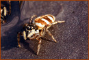 Springspinne