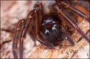Spinnentraum