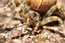 Kreuzspinne in Action
