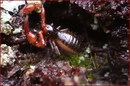 Fam. Pseudoskorpione