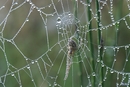 Spinne am morgen 