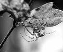 Spinne!