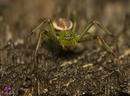 Grüne Krabbenspinne