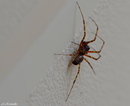 Fotos_Spinnen und Spinnentiere
