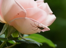 die Spinne auf der Rose....