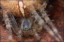 Kreuzspinne