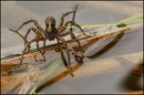 Jagtspinne