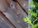 ~~~Spinne im Netz~~~...