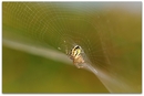 Fotos_Spinnen und Spinnentiere