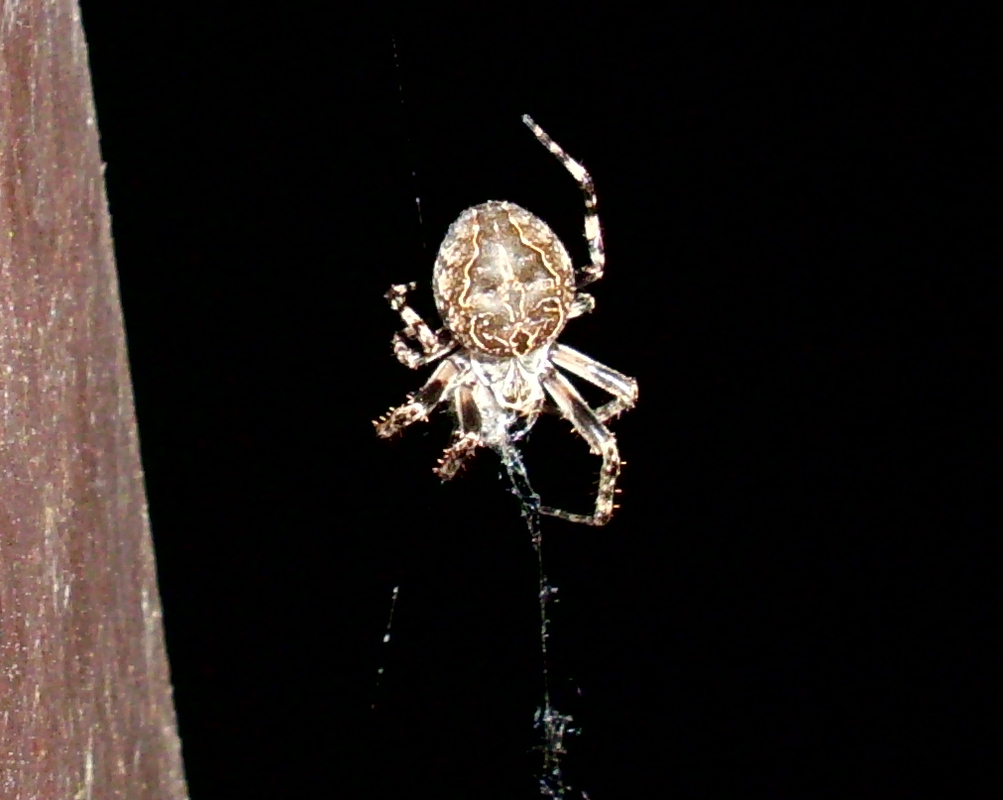 spinne 