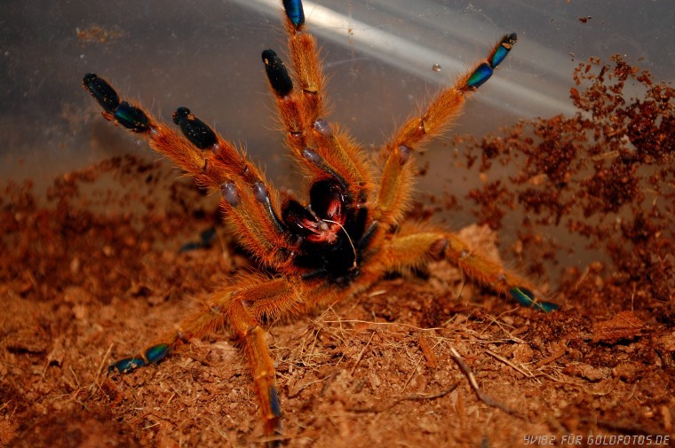 P. Murinus