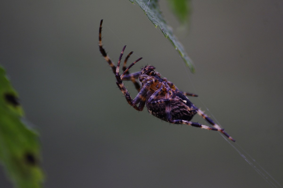 Spinne