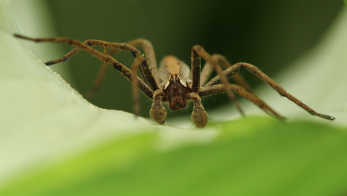 Wolfsspinne
