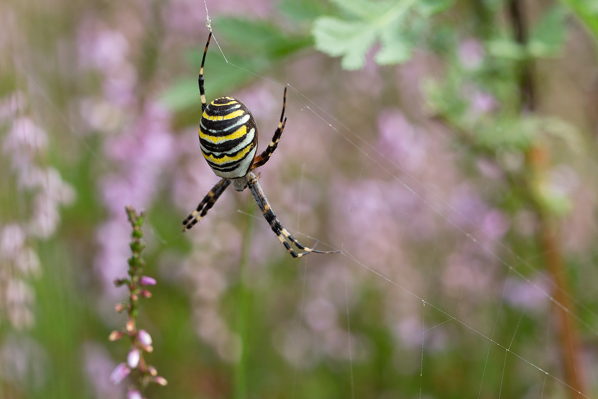 Wespenspinne