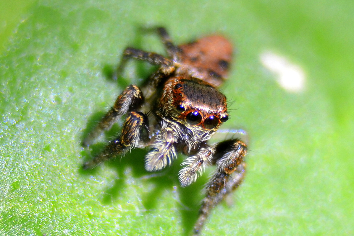 Spinne