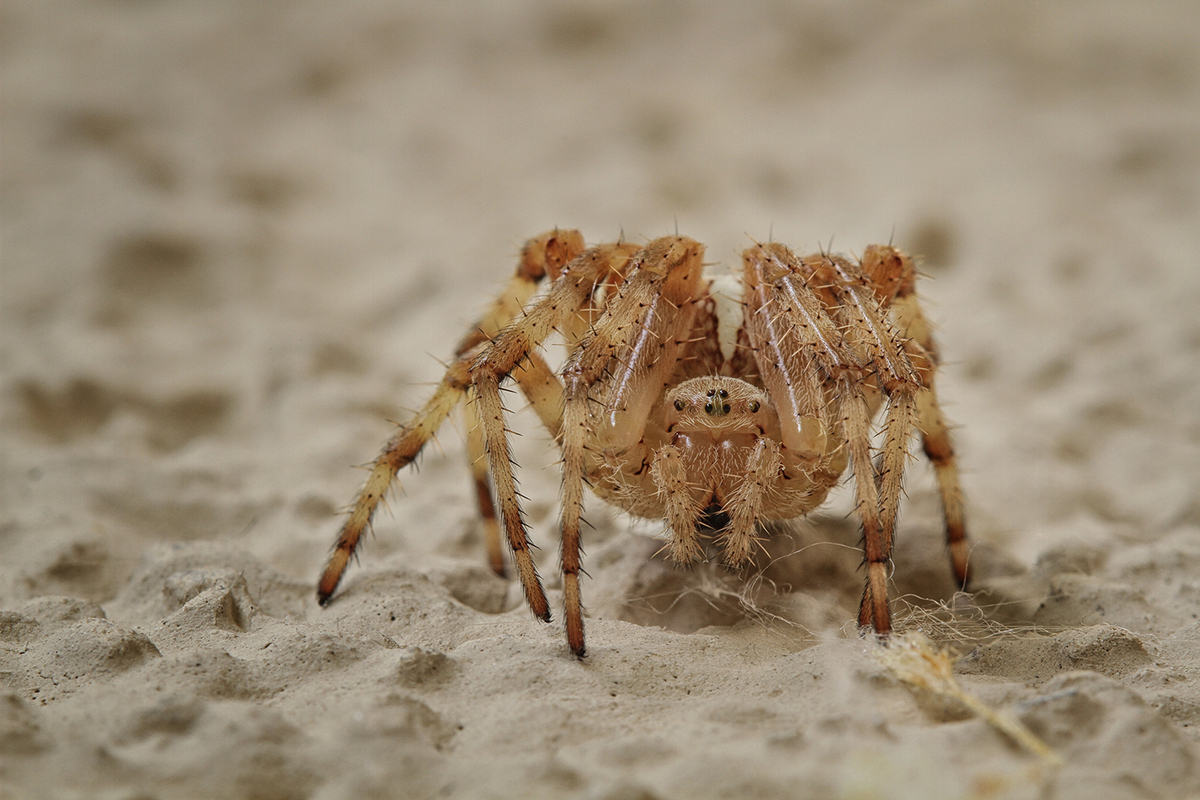 Kreuzspinne