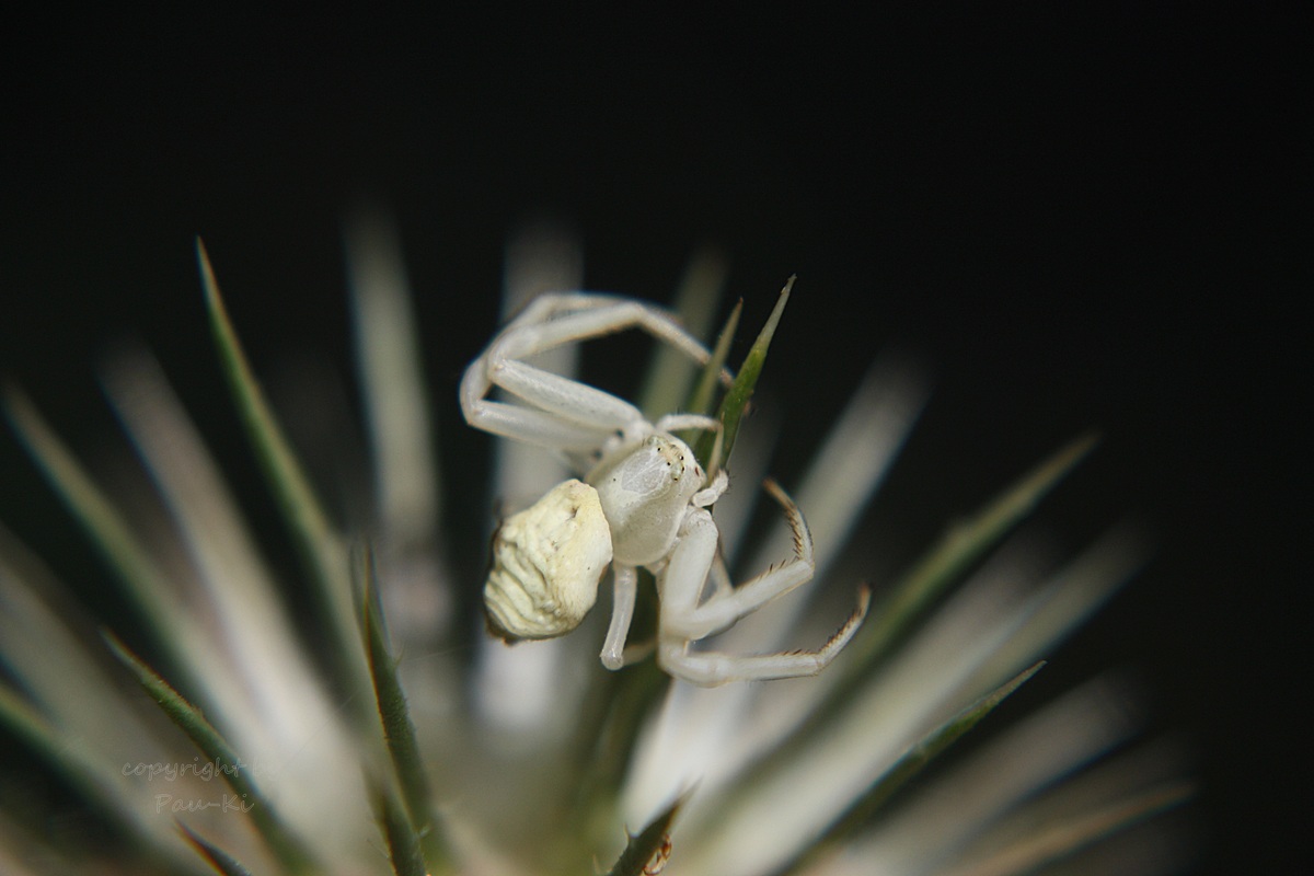 Spinne in Distel